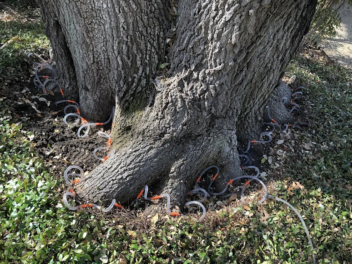 Detailed Tree Cabling and Bracing job site in Boiling Springs