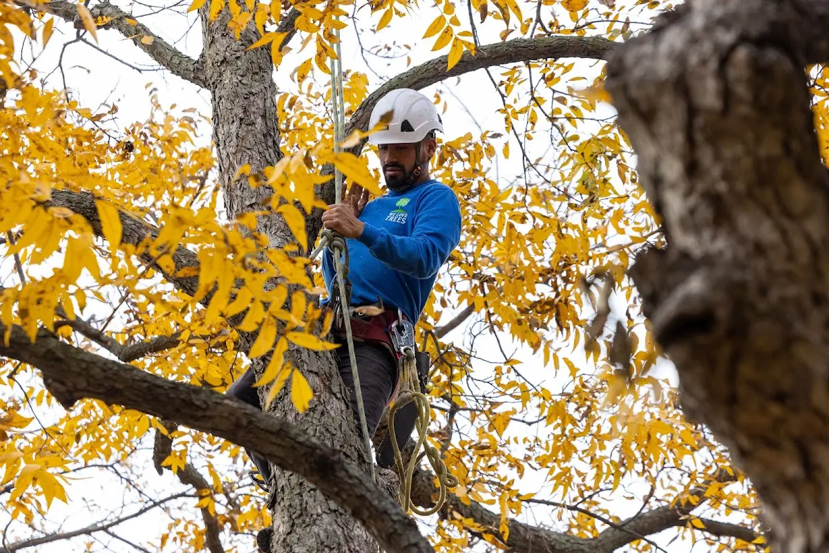 Skilled Tree Planting crew working in Boiling Springs